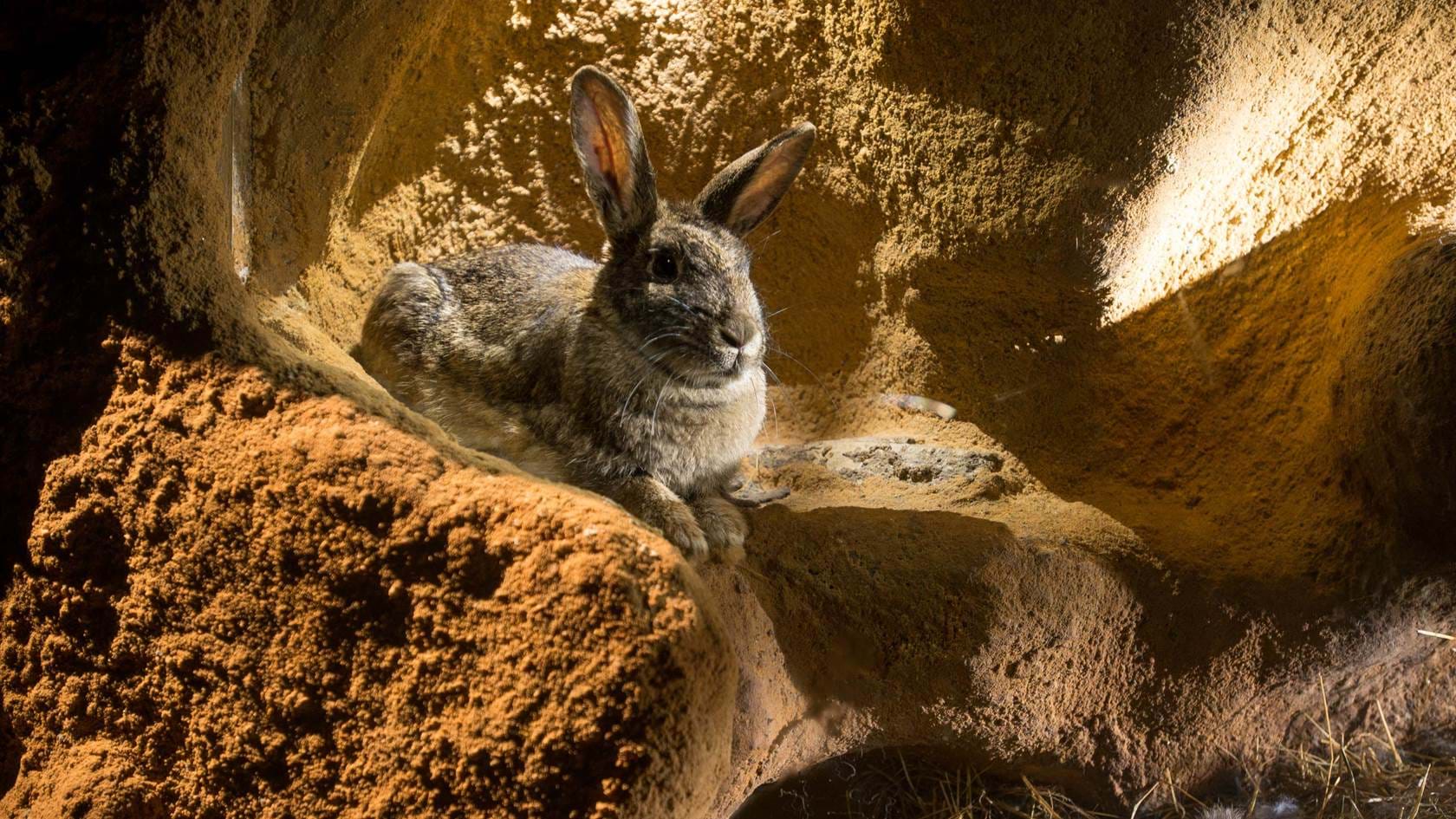 THE BURROWERS: ANIMALS UNDERGROUND