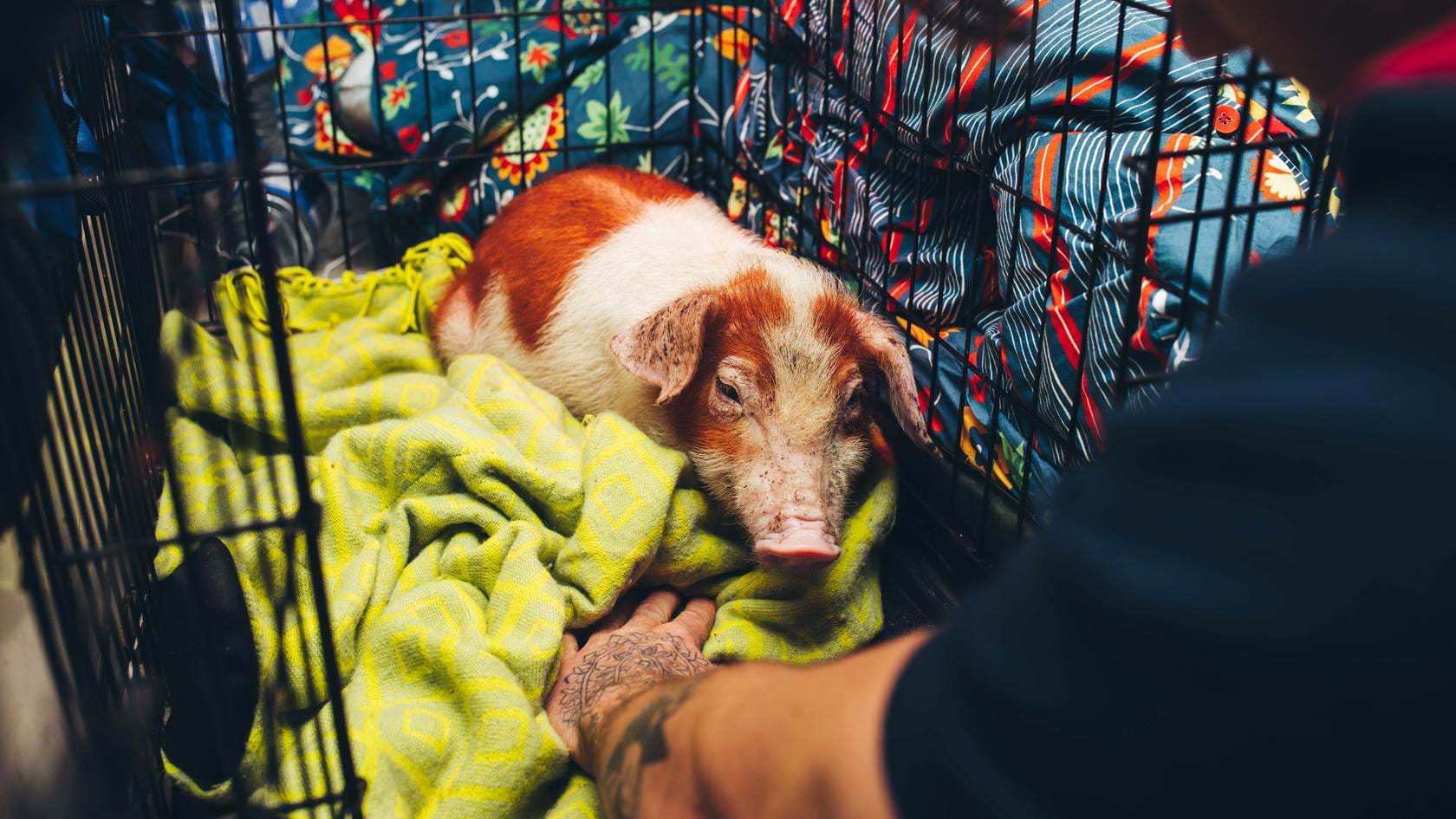 HOW TO STEAL PIGS AND INFLUENCE PEOPLE